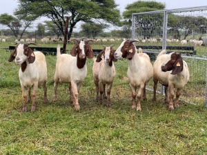 5X BOER GOAT OOI/DOE STONEHAM BOERBOK STOET