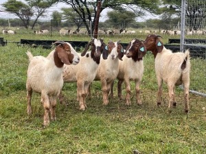 5X BOER GOAT OOI/DOE STONEHAM BOERBOK STOET