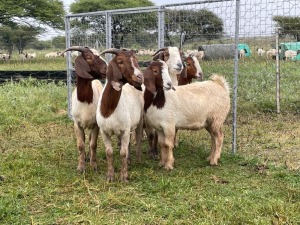 5X BOER GOAT OOI/DOE STONEHAM BOERBOK STOET