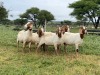 5X BOER GOAT OOI/DOE KUDDE STONEHAM BOERBOK STOET