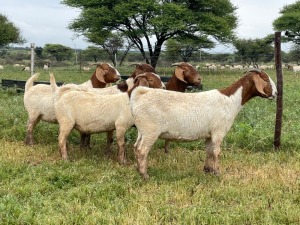 5X BOER GOAT OOI/DOE KUDDE STONEHAM BOERBOK STOET