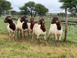 5X BOER GOAT OOI/DOE KUDDE STONEHAM BOERBOK STOET