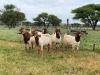 5X BOER GOAT OOI/DOE KUDDE STONEHAM BOERBOK STOET