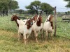 5X BOER GOAT OOI/DOE KUDDE STONEHAM BOERBOK STOET