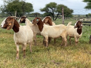 5X BOER GOAT OOI/DOE KUDDE STONEHAM BOERBOK STOET