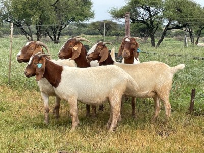 5X BOER GOAT OOI/DOE KUDDE STONEHAM BOERBOK STOET