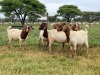 5X BOER GOAT OOI/DOE KUDDE STONEHAM BOERBOK STOET