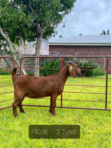 LOT 83 1X OOI/EWE Gerdus Korb Kalahari Reds STUD