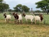 5X BOER GOAT OOI/DOE KUDDE STONEHAM BOERBOK STOET