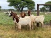 5X BOER GOAT OOI/DOE KUDDE STONEHAM BOERBOK STOET