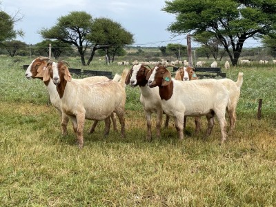 5X BOER GOAT OOI/DOE KUDDE STONEHAM BOERBOK STOET