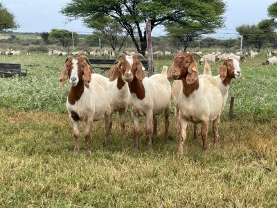 5X BOER GOAT OOI/DOE KUDDE STONEHAM BOERBOK STOET