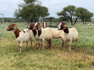 5X BOER GOAT OOI/DOE KUDDE STONEHAM BOERBOK STOET