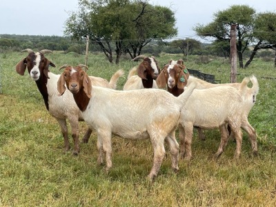 5X BOER GOAT OOI/DOE KUDDE STONEHAM BOERBOK STOET