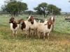 5X BOER GOAT OOI/DOE KUDDE STONEHAM BOERBOK STOET