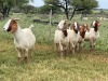 5X BOER GOAT OOI/DOE KUDDE STONEHAM BOERBOK STOET