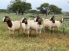 5X BOER GOAT OOI/DOE KUDDE STONEHAM BOERBOK STOET