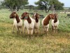 5X BOER GOAT OOI/DOE KUDDE STONEHAM BOERBOK STOET