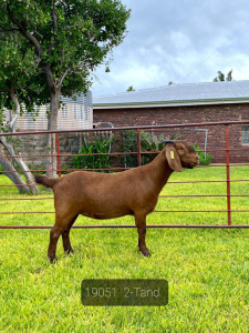 LOT 84 1X OOI/EWE Gerdus Korb Kalahari Reds STOET DRAGTIG