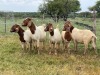 5X BOER GOAT OOI/DOE KUDDE STONEHAM BOERBOK STOET