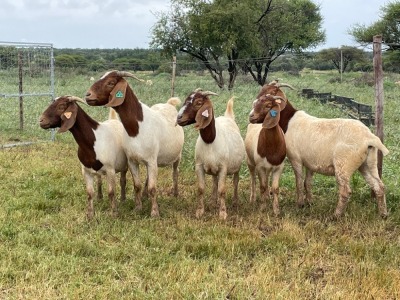 5X BOER GOAT OOI/DOE KUDDE STONEHAM BOERBOK STOET