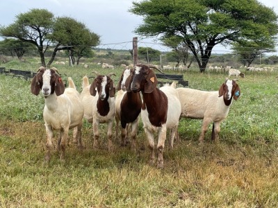 5X BOER GOAT OOI/DOE KUDDE STONEHAM BOERBOK STOET