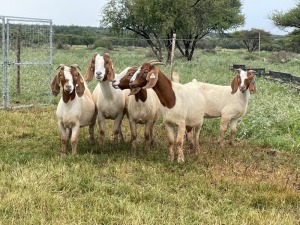 5X BOER GOAT OOI/DOE KUDDE STONEHAM BOERBOK STOET