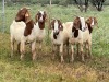 5X BOER GOAT OOI/DOE KUDDE STONEHAM BOERBOK STOET