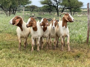 5X BOER GOAT OOI/DOE KUDDE STONEHAM BOERBOK STOET