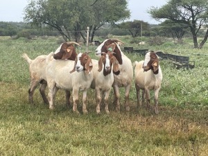 5X BOER GOAT OOI/DOE KUDDE STONEHAM BOERBOK STOET