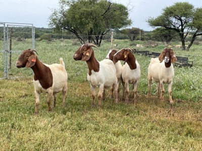 5X BOER GOAT OOI/DOE KUDDE STONEHAM BOERBOK STOET