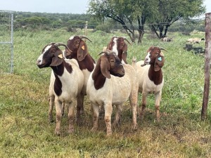 5X BOER GOAT OOI/DOE KUDDE STONEHAM BOERBOK STOET