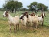 5X BOER GOAT OOI/DOE KUDDE STONEHAM BOERBOK STOET