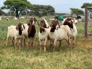 5X BOER GOAT OOI/DOE KUDDE STONEHAM BOERBOK STOET