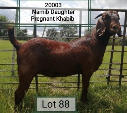 LOT 88 1X OOI/EWE Dhidejak Kalahari Reds STUD