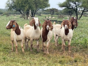 5X BOER GOAT OOI/DOE KUDDE STONEHAM BOERBOK STOET