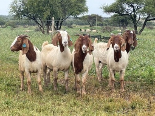 5X BOER GOAT OOI/DOE KUDDE STONEHAM BOERBOK STOET