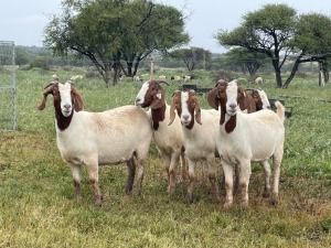 5X BOER GOAT OOI/DOE KUDDE STONEHAM BOERBOK STOET