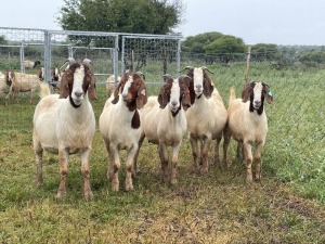 5X BOER GOAT OOI/DOE KUDDE STONEHAM BOERBOK STOET