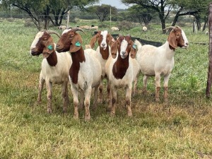 5X BOER GOAT OOI/DOE KUDDE STONEHAM BOERBOK STOET