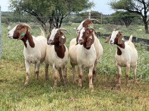 5X BOER GOAT OOI/DOE KUDDE STONEHAM BOERBOK STOET