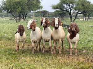 5X BOER GOAT OOI/DOE KUDDE STONEHAM BOERBOK STOET