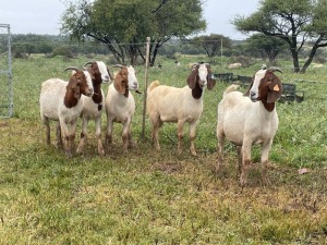 5X BOER GOAT OOI/DOE KUDDE STONEHAM BOERBOK STOET