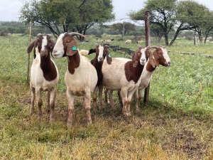 5X BOER GOAT OOI/DOE KUDDE STONEHAM BOERBOK STOET