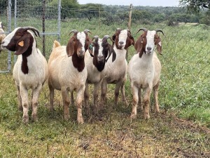 5X BOER GOAT OOI/DOE KUDDE STONEHAM BOERBOK STOET