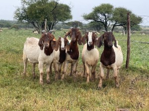 5X BOER GOAT OOI/DOE KUDDE STONEHAM BOERBOK STOET