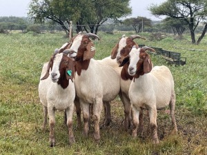 5X BOER GOAT OOI/DOE KUDDE STONEHAM BOERBOK STOET