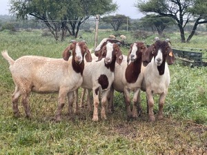 5X BOER GOAT OOI/DOE KUDDE STONEHAM BOERBOK STOET