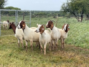 5X BOER GOAT OOI/DOE KUDDE STONEHAM BOERBOK STOET