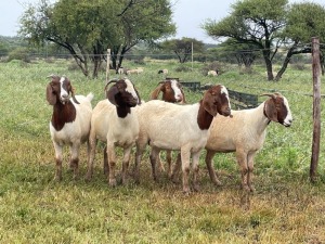 5X BOER GOAT OOI/DOE KUDDE STONEHAM BOERBOK STOET